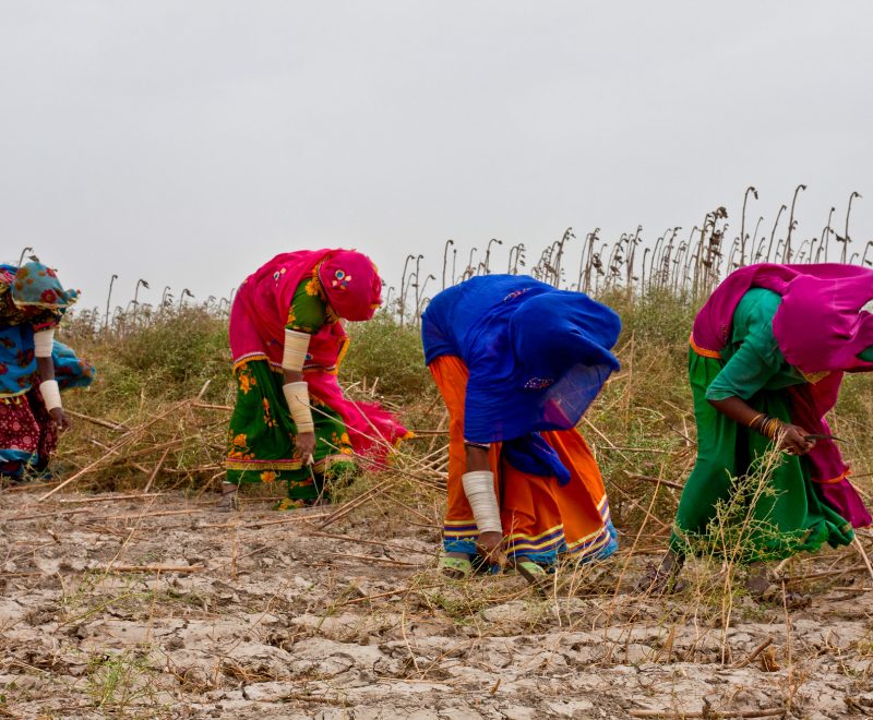 The women of the rural area play a vital role as equivalent to the men of their families.  The row of women busy doing the harvesting activity into the farm is an exemplar to this  (Ahmad Rajo, Golarchi, Badin, Sindh)